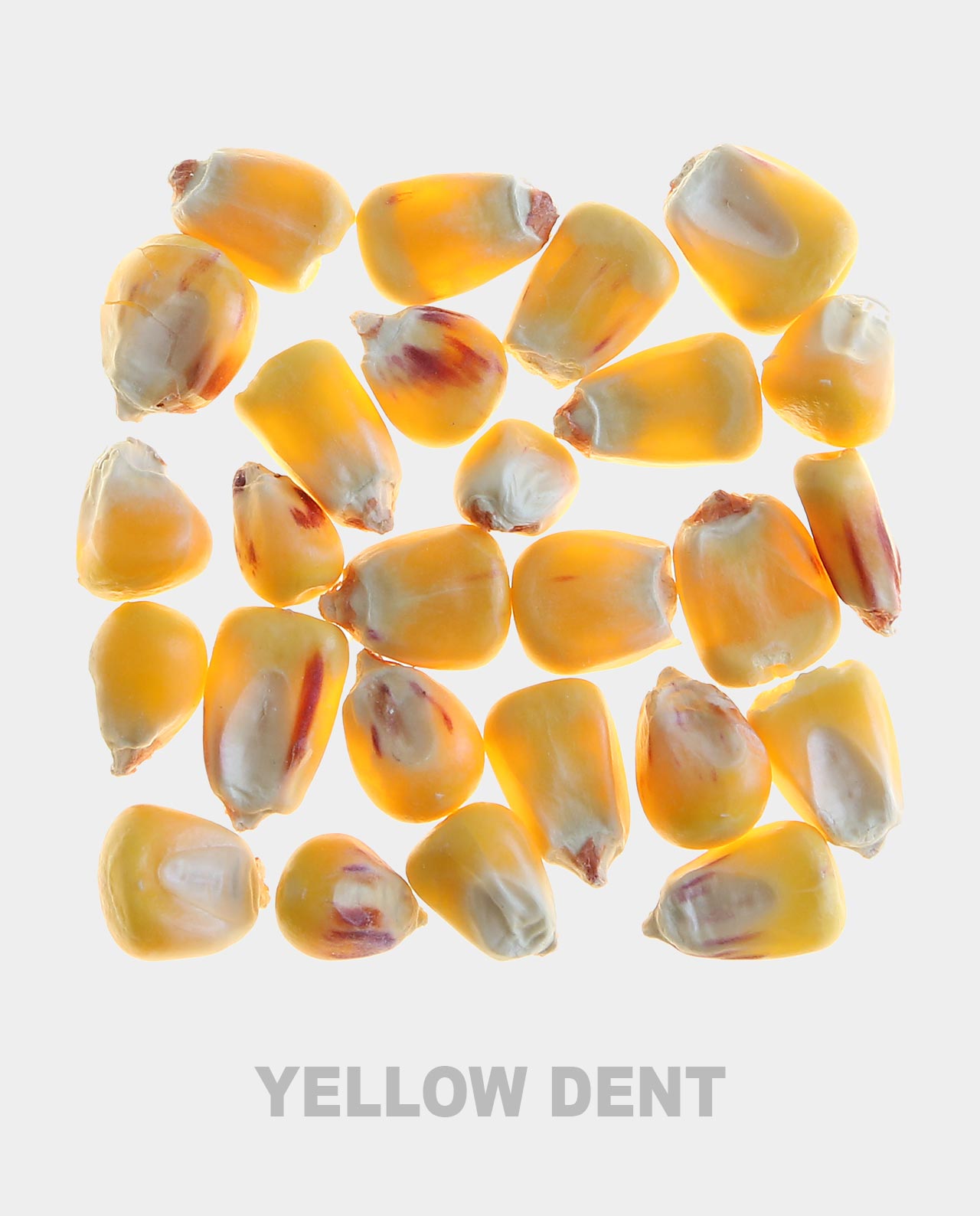 Yellow Dent Corn