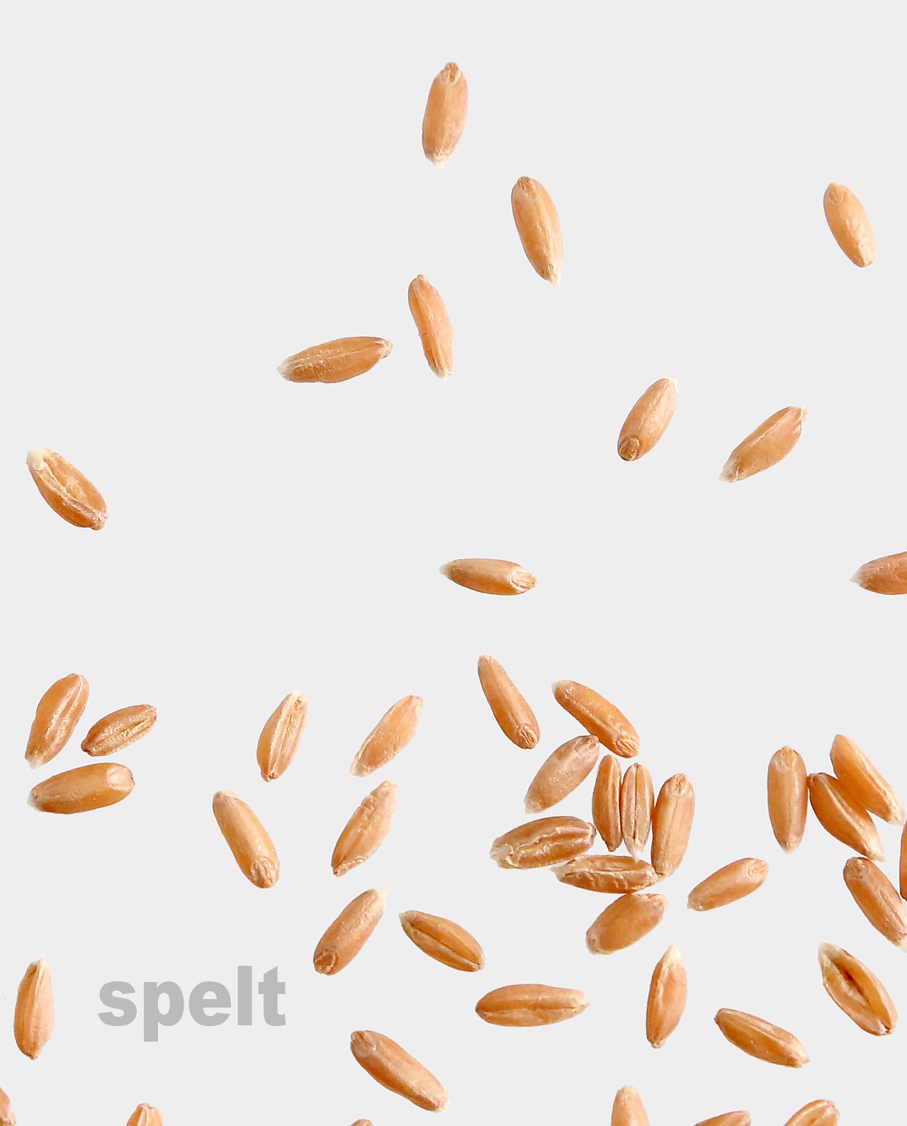Vector illustration cute wheat barley hi-res stock photography and images -  Alamy