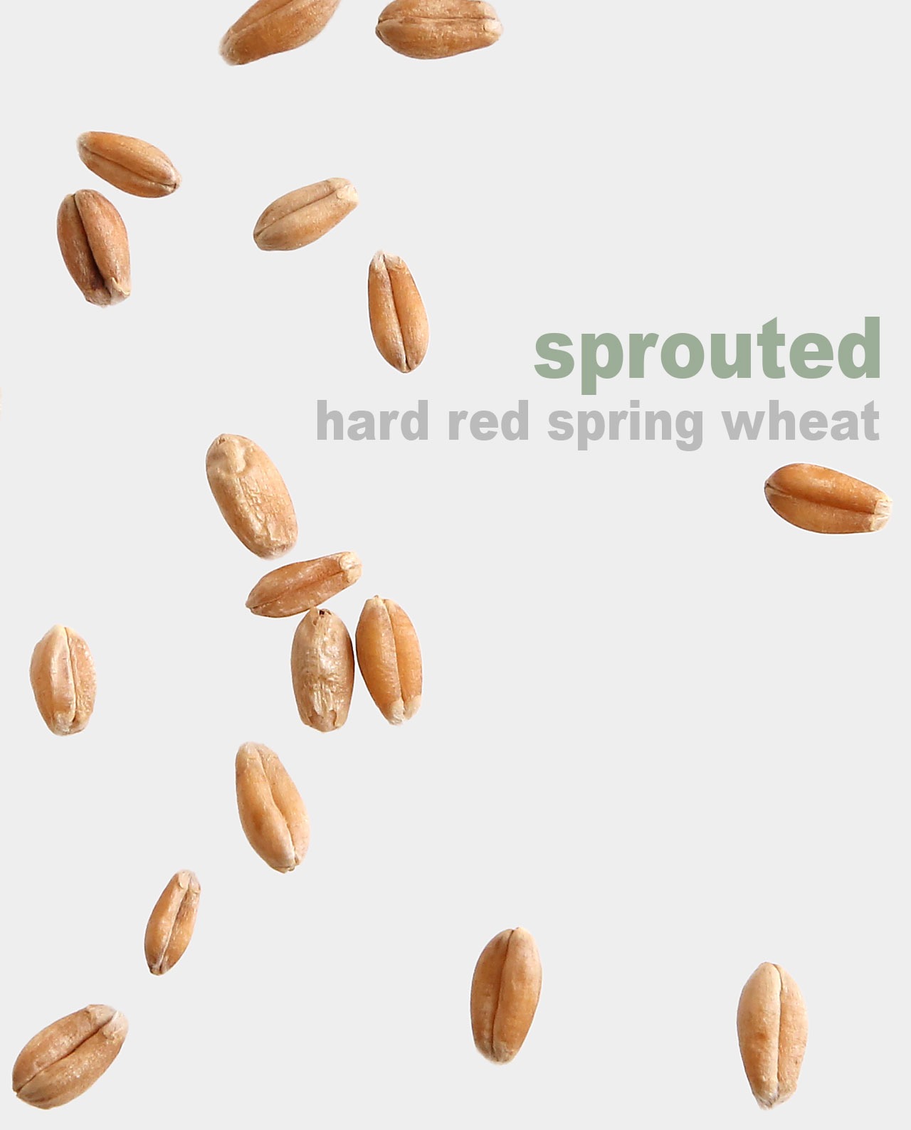 Sprouted Hard Red Spring Wheat Berries