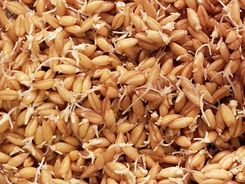 sprouted grain bread uses wheat berries just as they are beginning to sprout