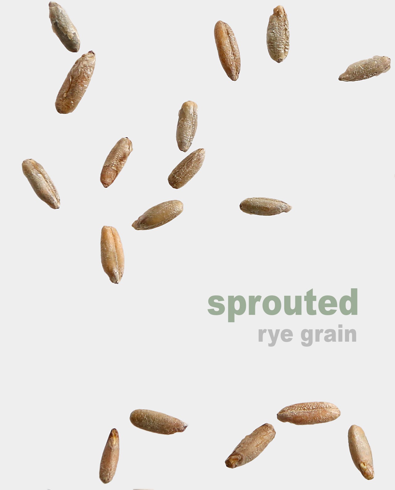 Sprouted Rye Berries