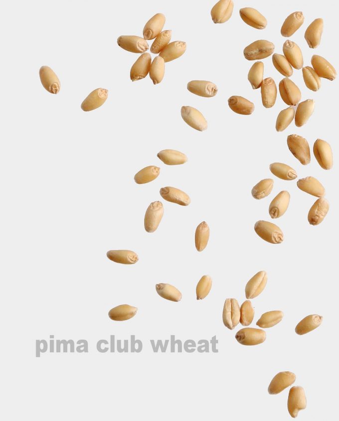 Pima Club Wheat Berries