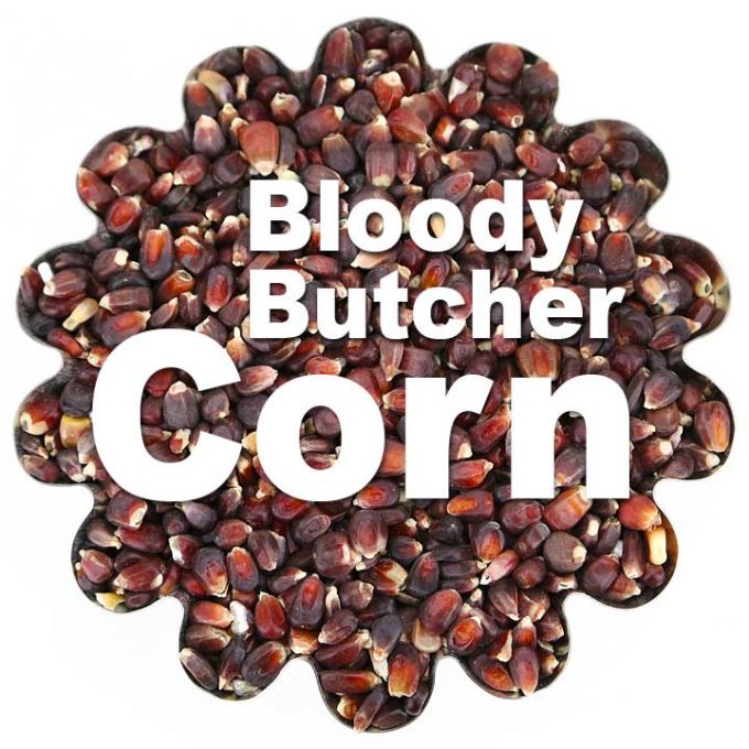 Bloody Butcher Corn