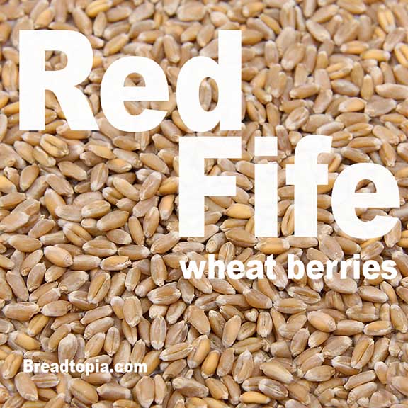 Hard red winter wheat price