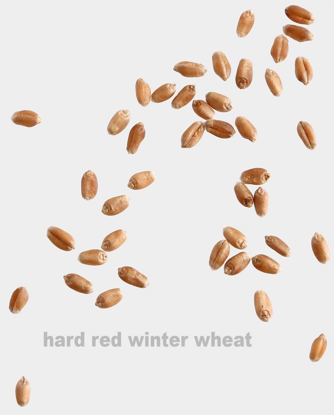 Hard Red Winter Wheat Berries