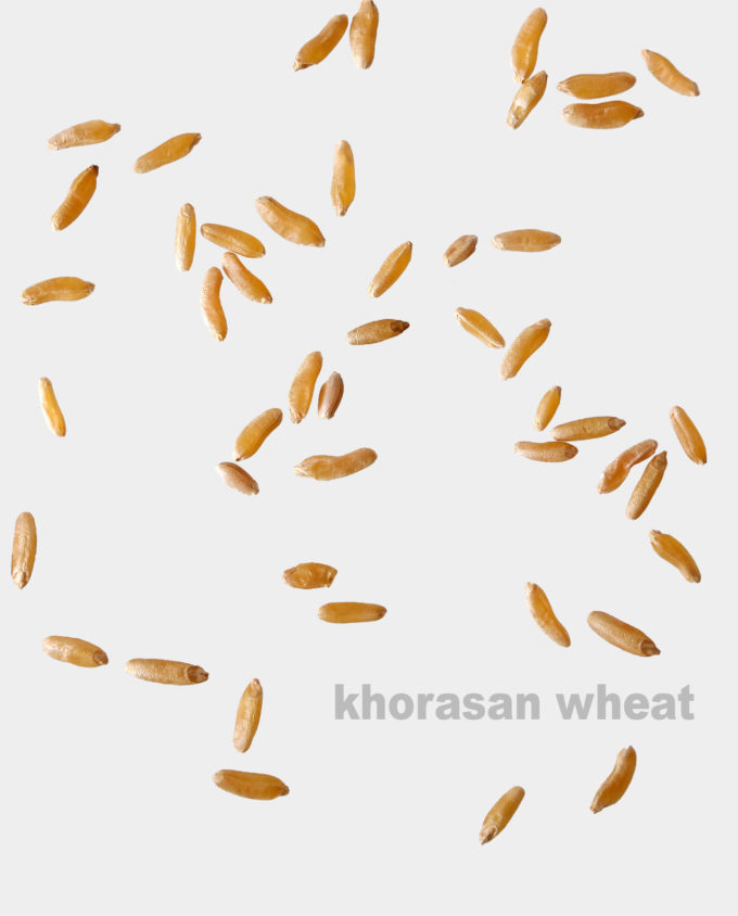 Khorasan Wheat Berries