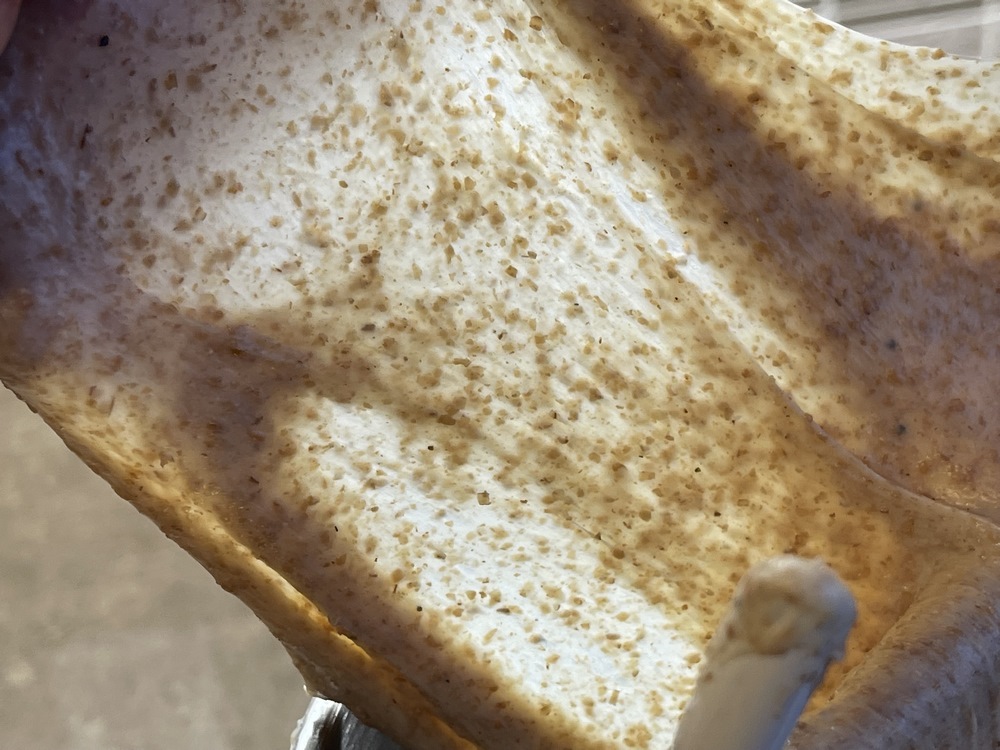 Whole Wheat Sourdough Hokkaido Milk Bread – Breadtopia