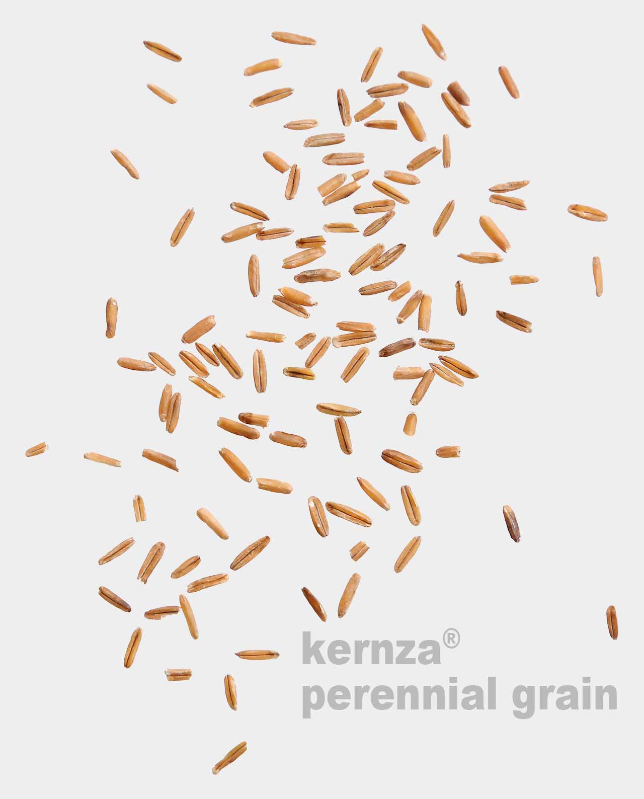 Kernza Perennial Grain